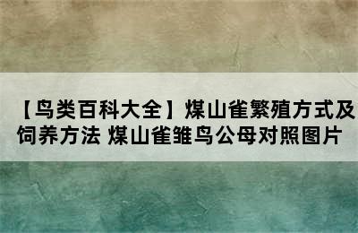 【鸟类百科大全】煤山雀繁殖方式及饲养方法 煤山雀雏鸟公母对照图片